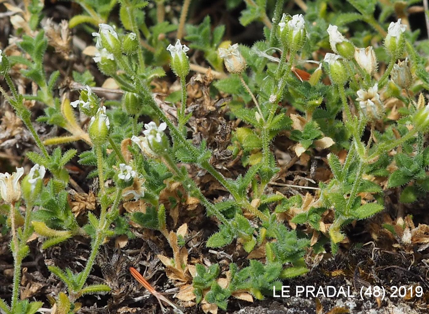 Sandwort, Cadi leaf